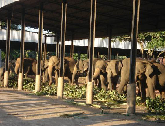 inora-travel-lanka-day-tour-pinnawala